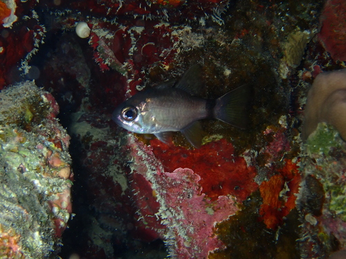 Ringtailed cardinalfish (Nectamia annularis) — Apogonidae — 4