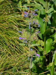 Penstemon attenuatus