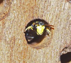 Hylaeus honestus