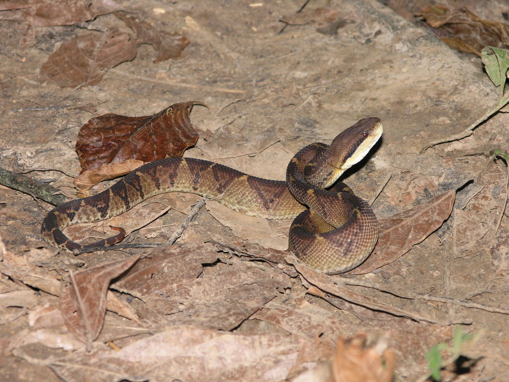 Central American Bushmaster