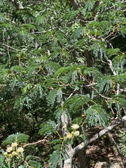Albizia adianthifolia adianthifolia