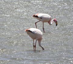 Phoenicoparrus jamesi