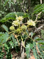 Albizia adianthifolia adianthifolia
