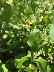 Secamone parvifolia