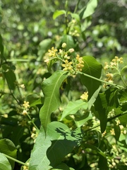 Secamone parvifolia