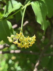 Secamone parvifolia