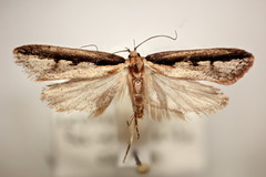 Leptocroca sanguinolenta