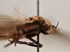 Leptocroca sanguinolenta