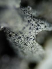 Lichenostigma