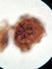 Lichenostigma