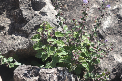 Heart-leaved Skullcap (Scutellaria ovata)