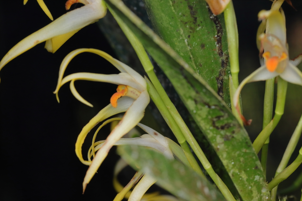 Maxillaria ochroleuca; photograph (c) Carlos Alexandre Mattos Raposo, some rights reserved (CC BY)