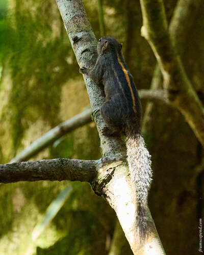 Layard's Palm Squirrel