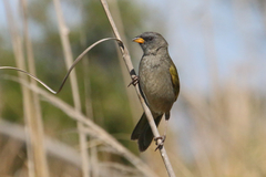 Great Pampa-Finch photo 2