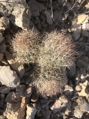 Echinomastus warnockii