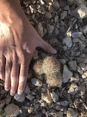 Echinomastus warnockii