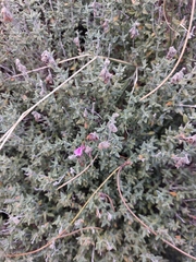 Teucrium marum, photograph (c) r, some rights reserved (CC BY)