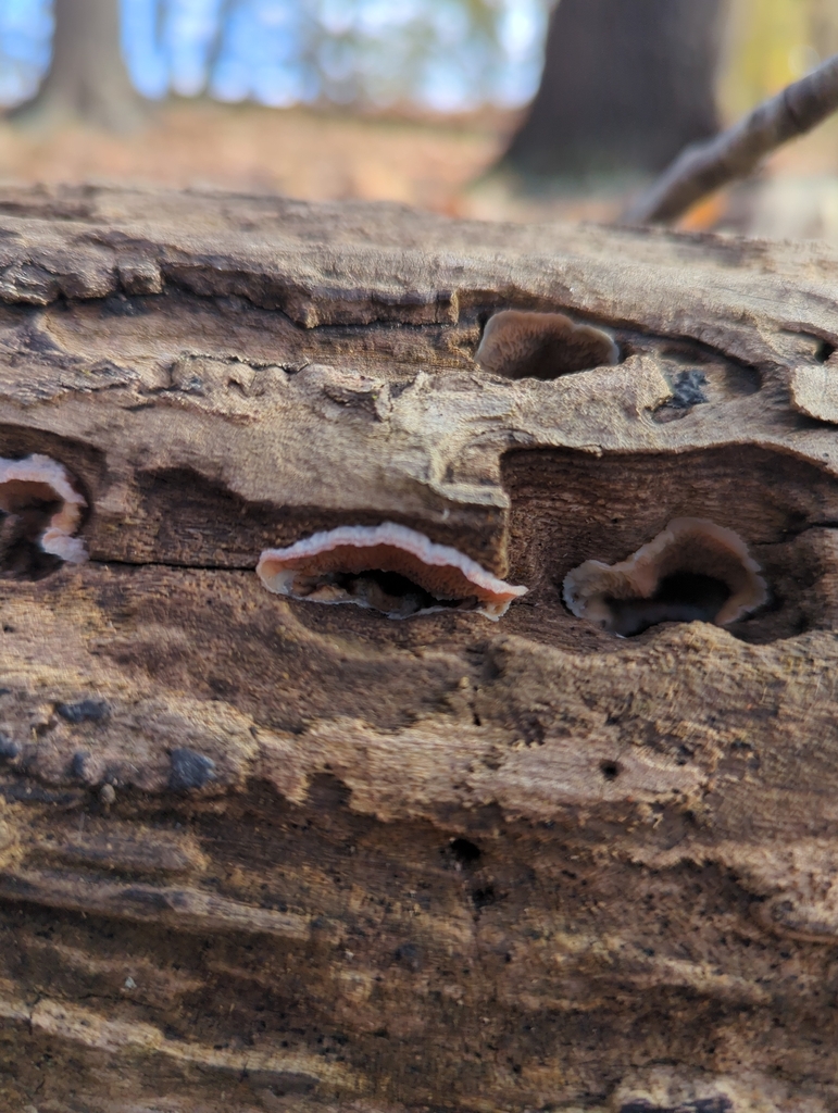 Merulius tremellosus · November 2025 · photo: © emily2926 (iNaturalist, cc0)