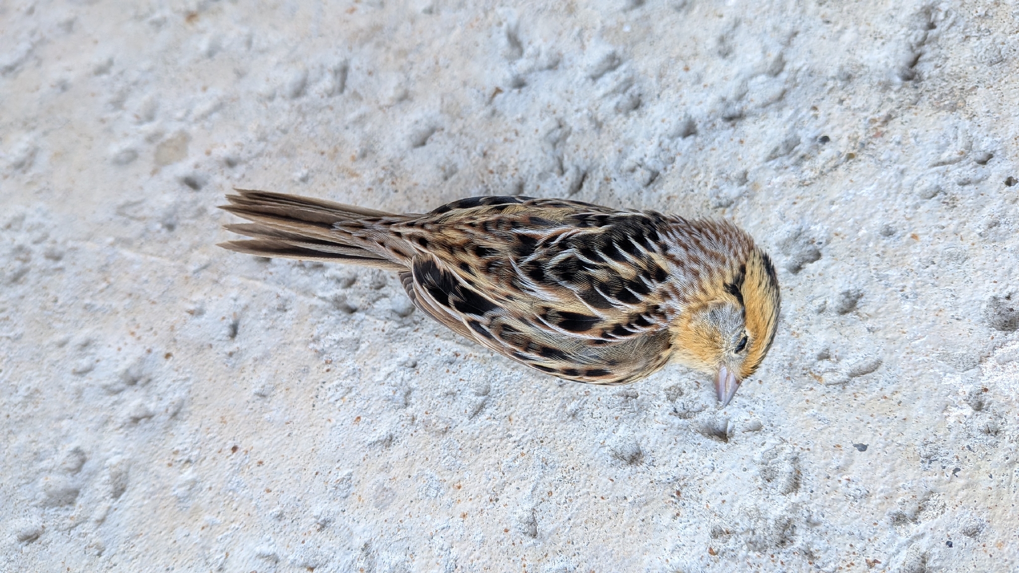 Ammospiza leconteii (Audubon, 1844)