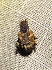 Conotrachelus anaglypticus