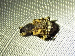 Conotrachelus anaglypticus