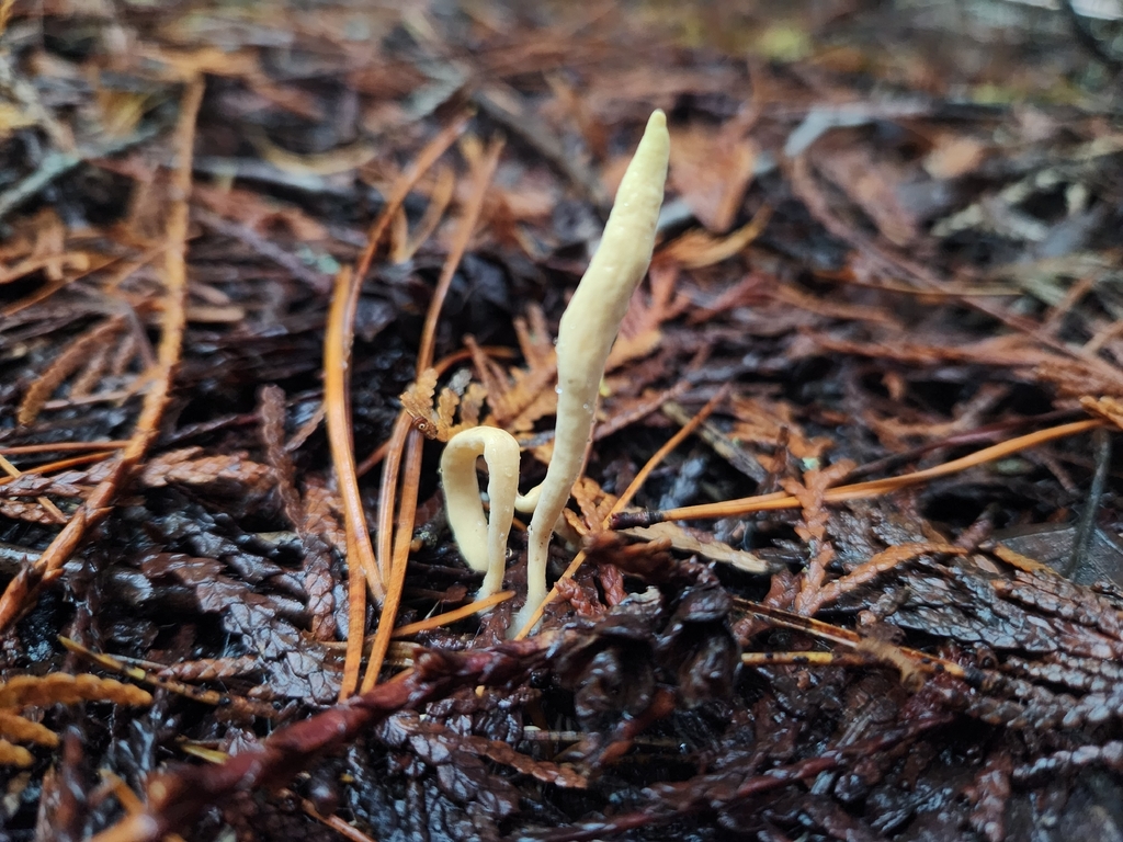 Clavariadelphus ligula · November 2025 · photo: © lytiic (iNaturalist, cc-by-nc)