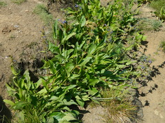 Penstemon attenuatus