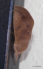 Hemiceras domingonis