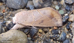 Hemiceras domingonis