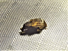 Conotrachelus anaglypticus