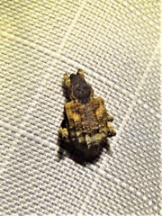 Conotrachelus anaglypticus