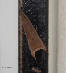 Hemiceras domingonis