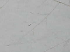 Muhlenbergia minutissima