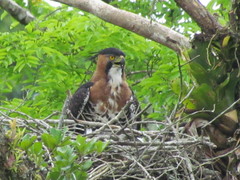 Spizaetus ornatus