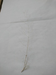 Muhlenbergia minutissima