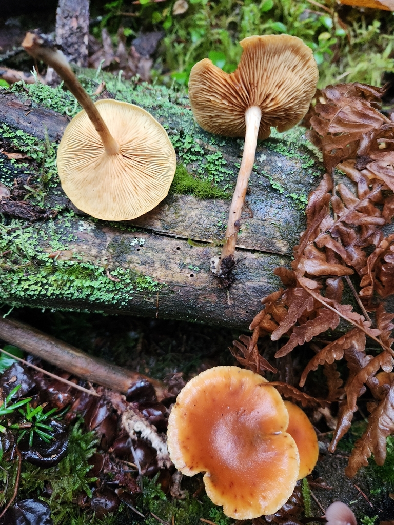Gymnopilus hybridus · November 2025 · photo: © lytiic (iNaturalist, cc-by-nc)