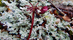 Anisotome