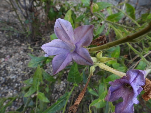 Garden Tobacco