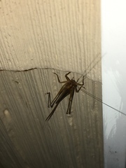 Conocephalus attenuatus