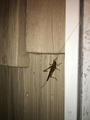 Conocephalus attenuatus