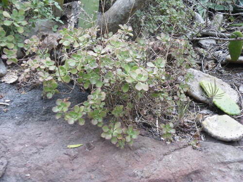 Aeonium volkeri (Aeonium volkeri)