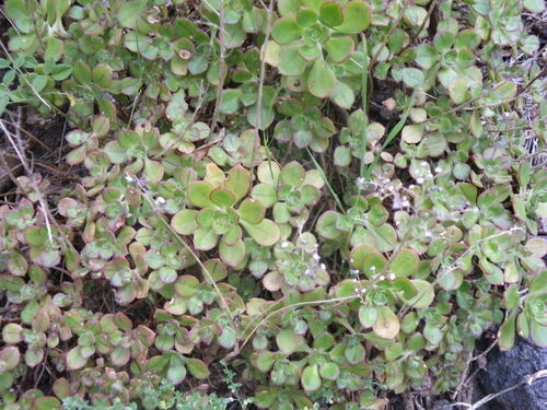 Aeonium volkeri (Aeonium volkeri)