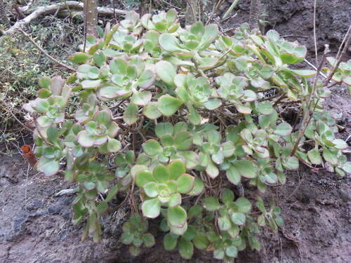 Aeonium volkeri (Aeonium volkeri)