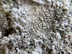 Pertusaria pustulata