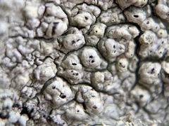 Pertusaria pustulata