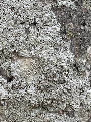 Pertusaria pustulata