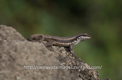 Thomazeau Curlytail Lizard photo 2