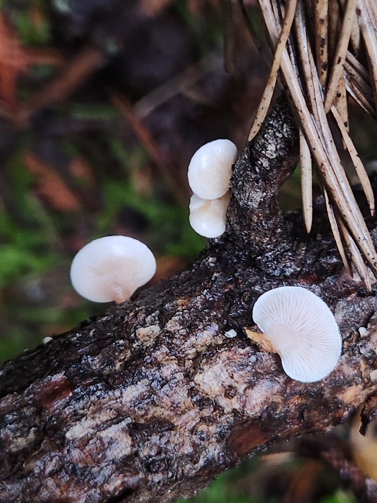 Panellus mitis · November 2025 · photo: © lytiic (iNaturalist, cc-by-nc)