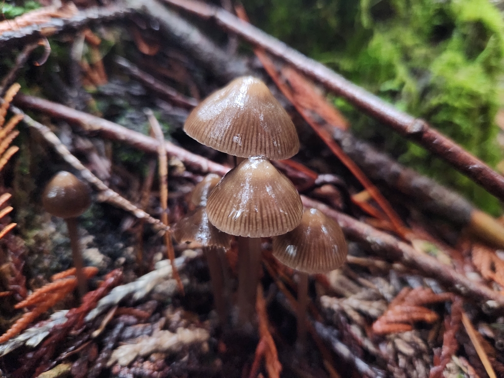 Mycena sp. 'maculata-IN01' · November 2025 · photo: © lytiic (iNaturalist, cc-by-nc)