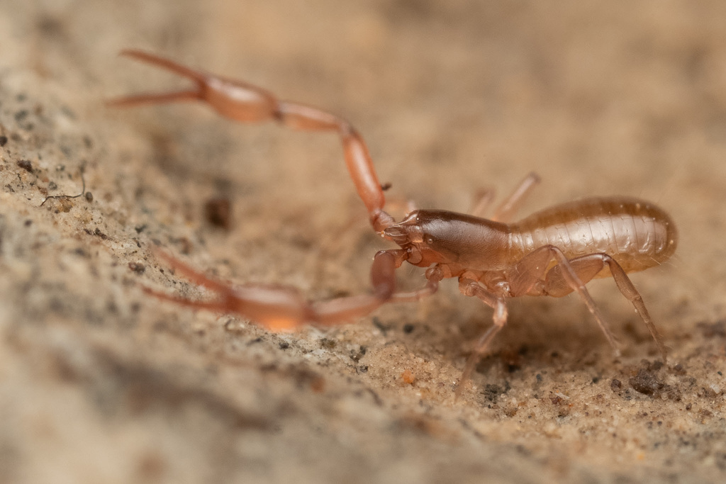 Albiorix conodentatus